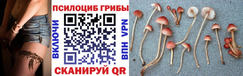 цена наркотик  Приволжск  Галлюциногенные грибы Psilocybe 